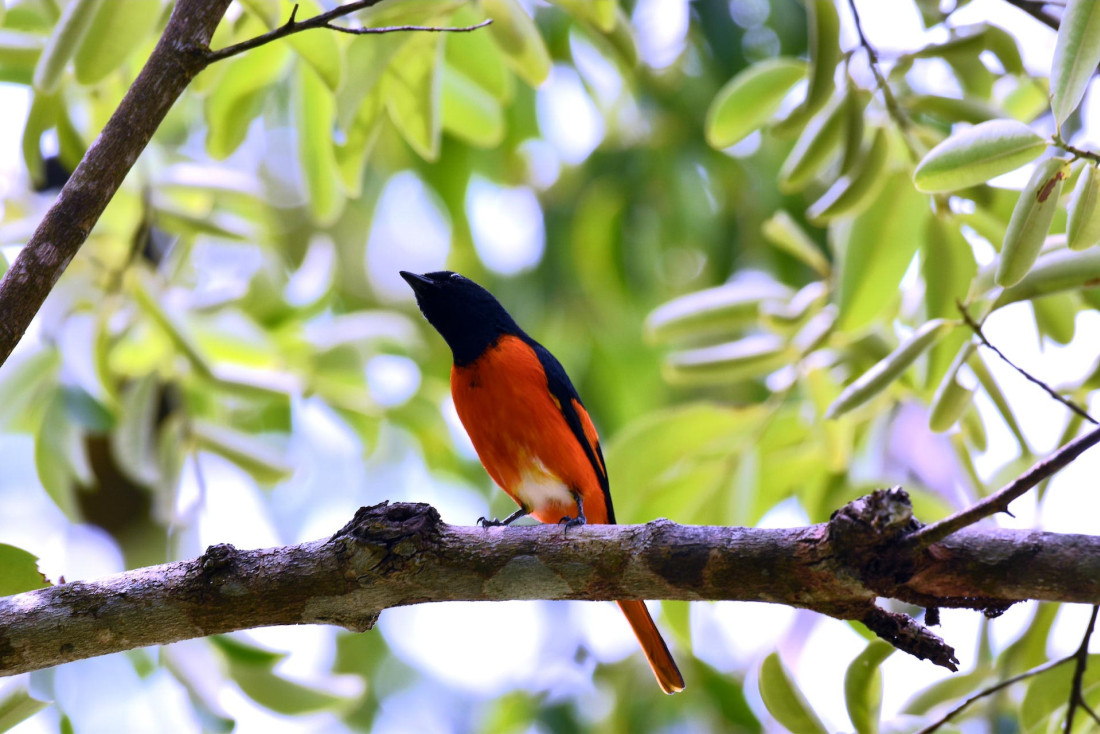 Dans le Royal Belum State Park © Mark Stoop