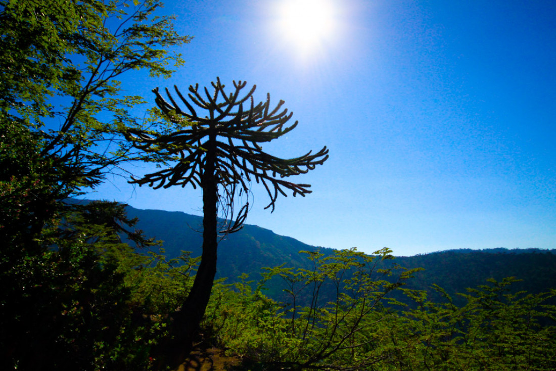 Un Araucaria sur le sentier du Sierra Nevada | © Cédric Aubert