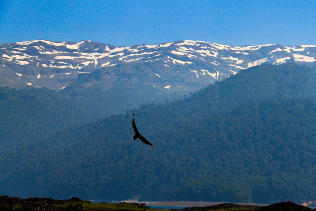 Danse du Condor | © Cédric Aubert