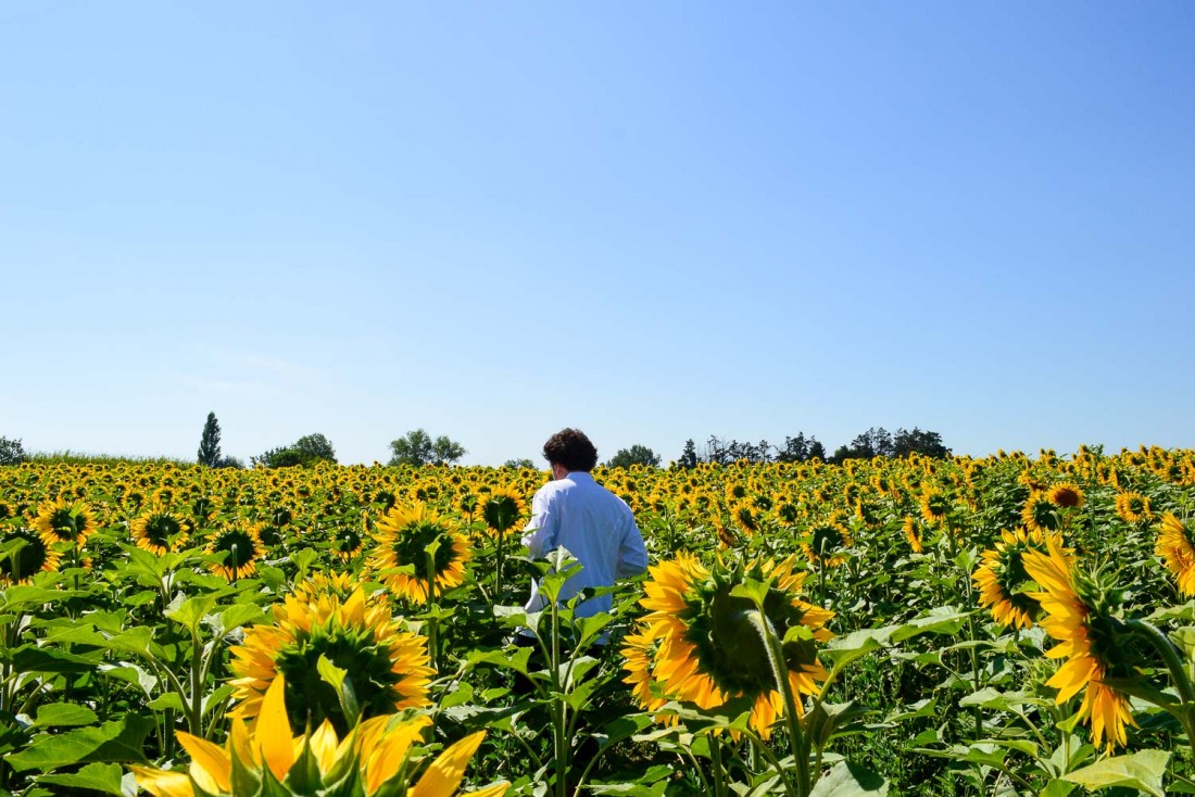 Le chef Armand Arnal au milieu de ses champs de tournesols © Pierre Gunther