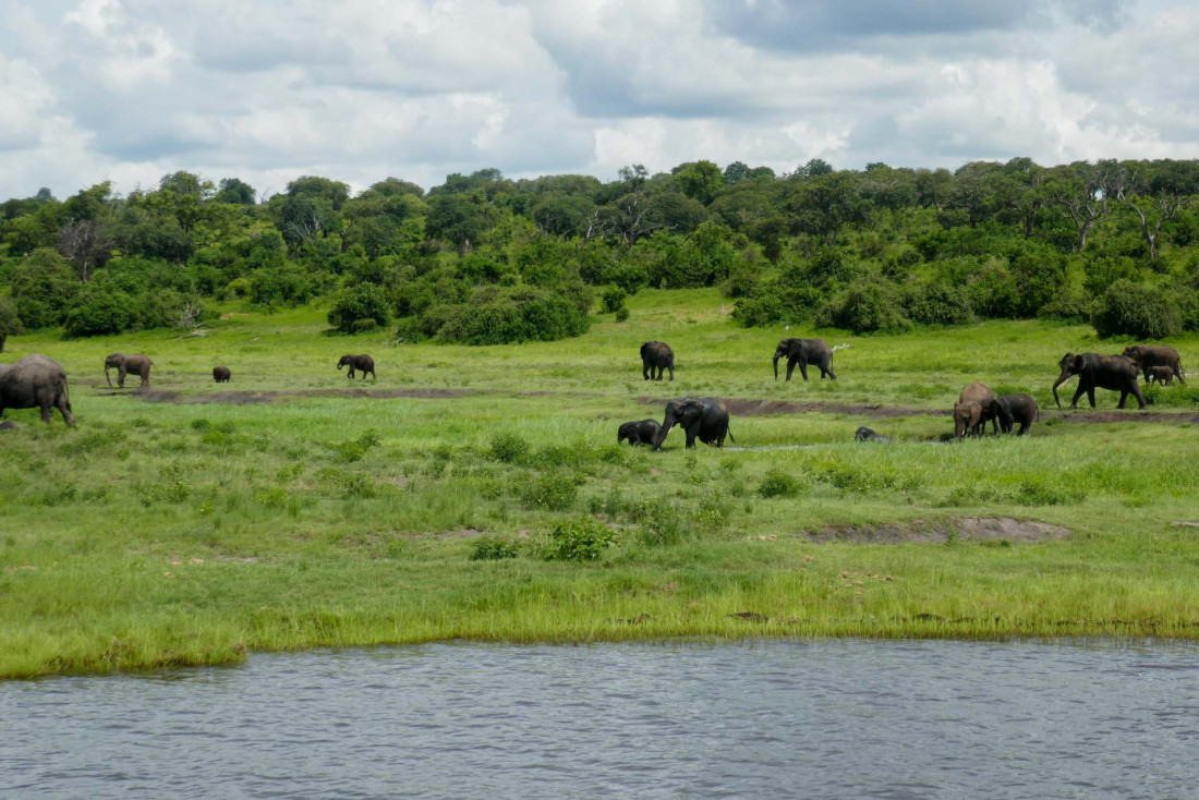 Un safari en Namibie le long de la rivière Chobé © PG