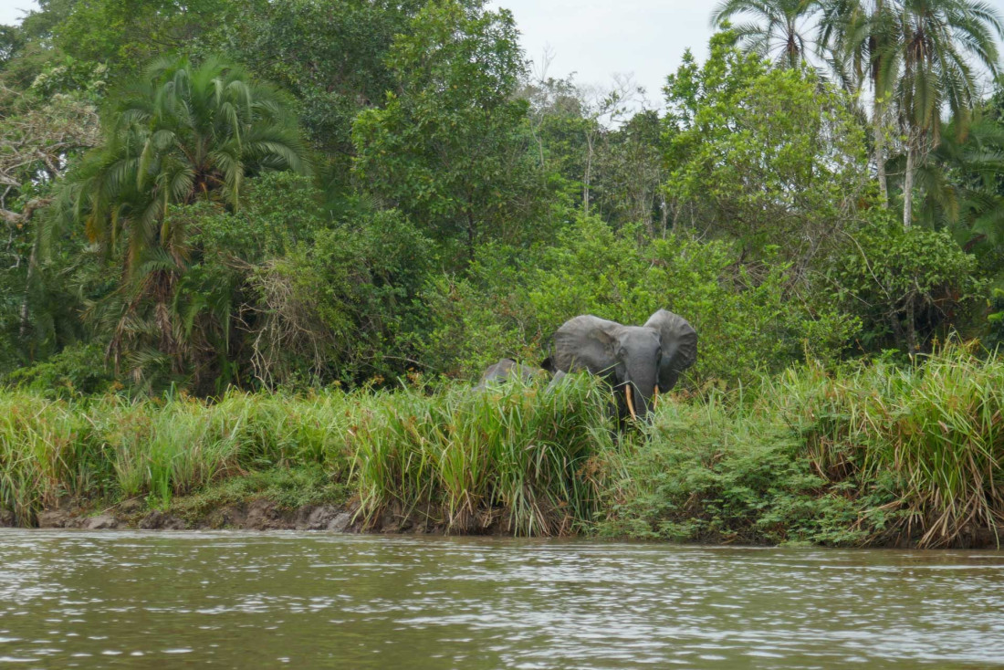 Une aventure au Congo avec Kamba © Pierre Gunther