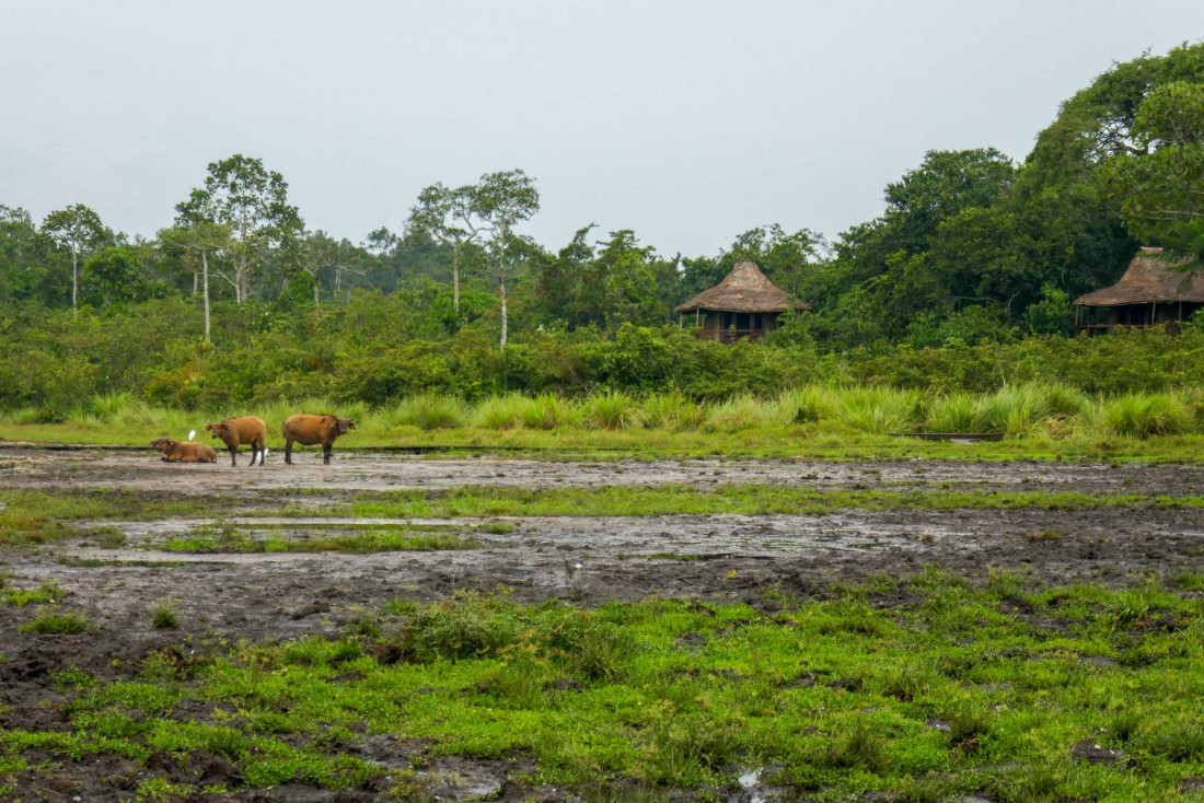 Une aventure au Congo avec Kamba © Pierre Gunther