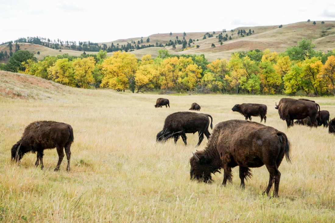 Le Custer State Park est un incontournable de toute visite dans le Dakota du Sud.