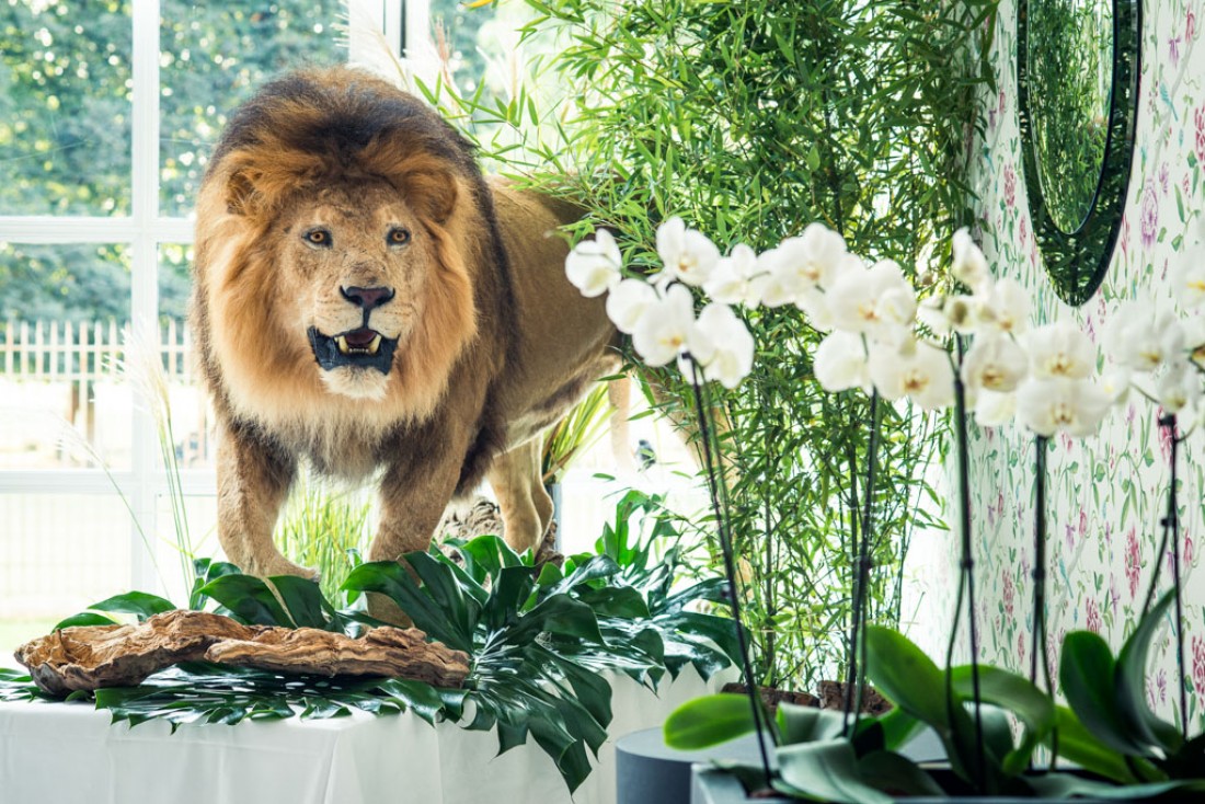 Rendez-vous au Trianon Versailles Palace dès le 6 décembe pour découvrir les fabuleux animaux de la Maison Deyrolle © Aurélie Coudière