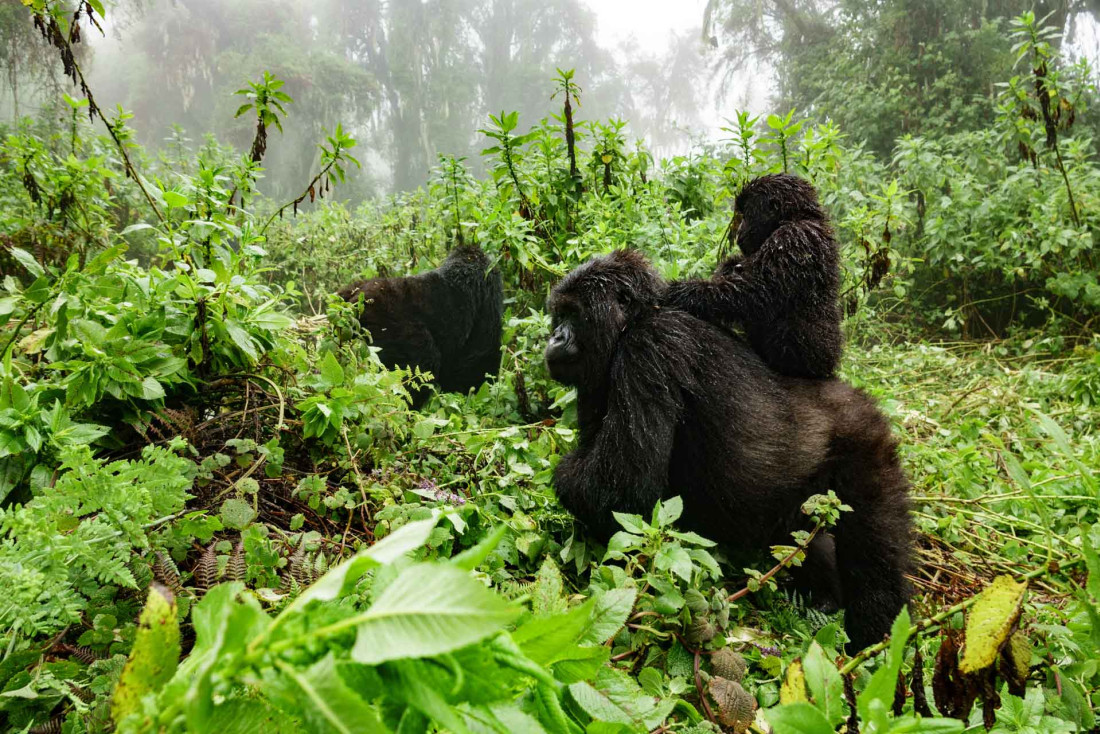 Visiter le Rwanda pour apercevoir les gorilles © Adobestock