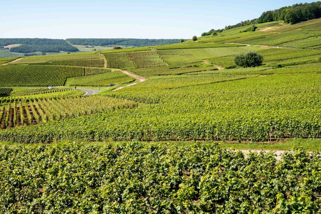 Le vignoble autour d'Epernay © AdobeStock