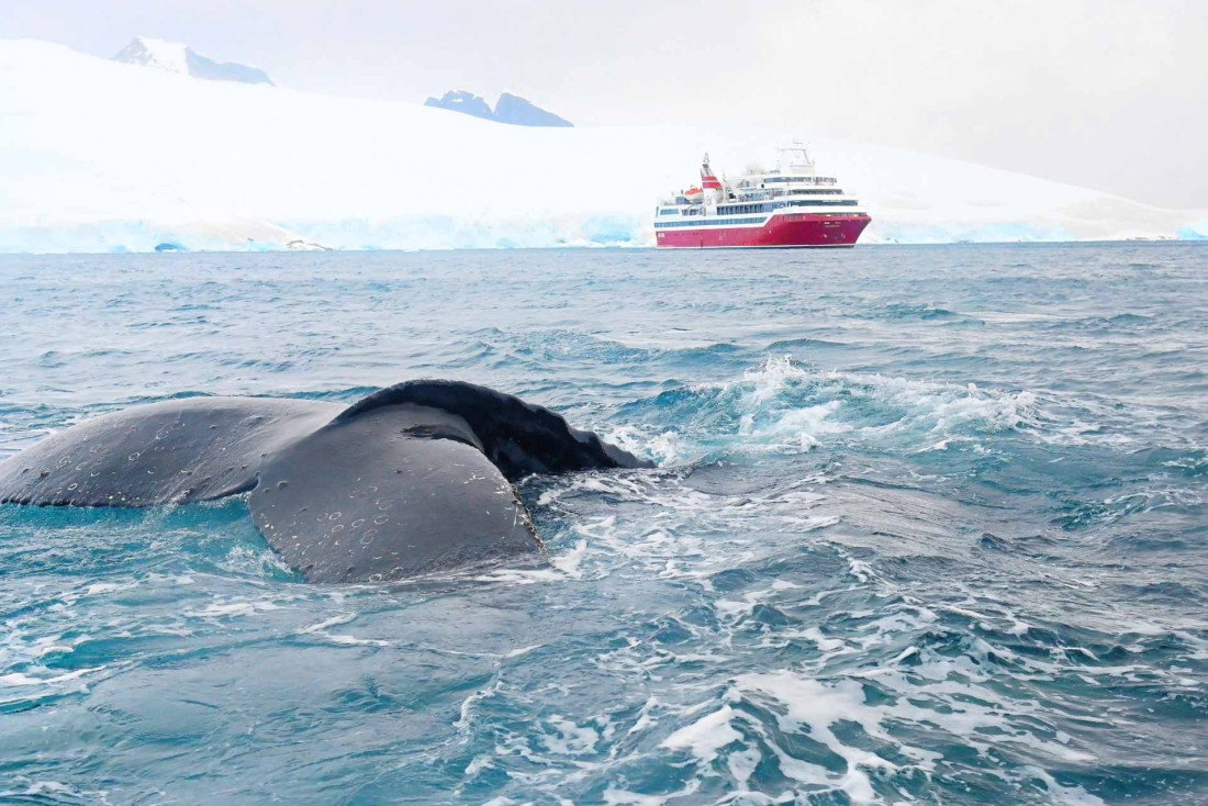 Croisière Antarctique à bord de l’Exploris One © Antoine Lorgnier