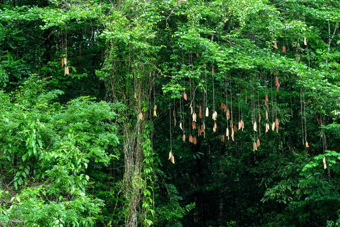 La forêt amazonienne, paradis de la biodiversité et des randonnées © Jean-Emmanuel Hay CTGuyane