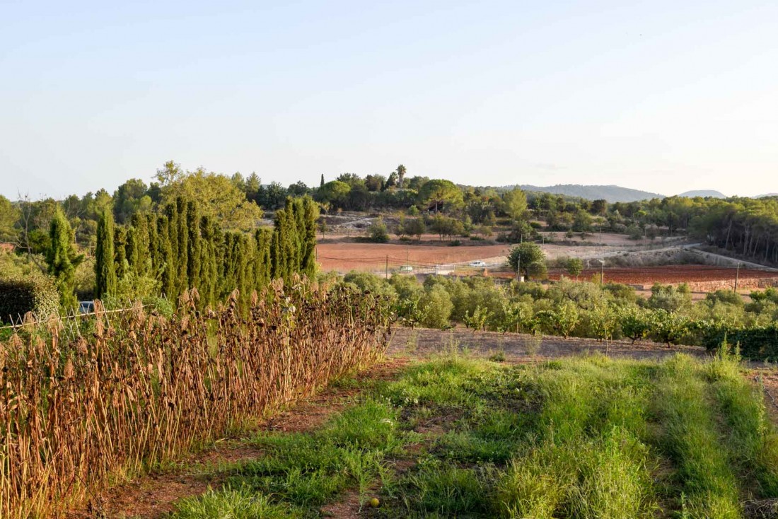 Terre ocre, cyprès et cultures, un paysage typique de la campagne à Ibiza | © YONDER.fr