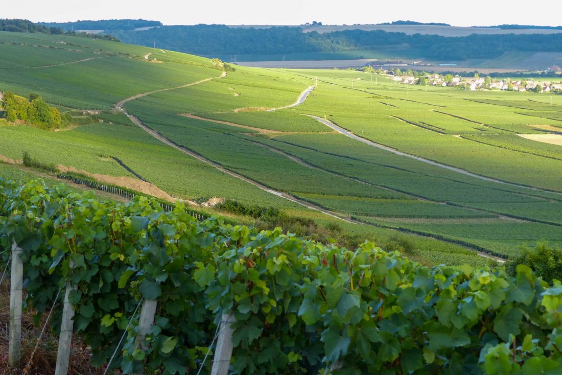 Les vignobles de la Vallée de la Marne s'étagent doucement le long des coteaux © MDT