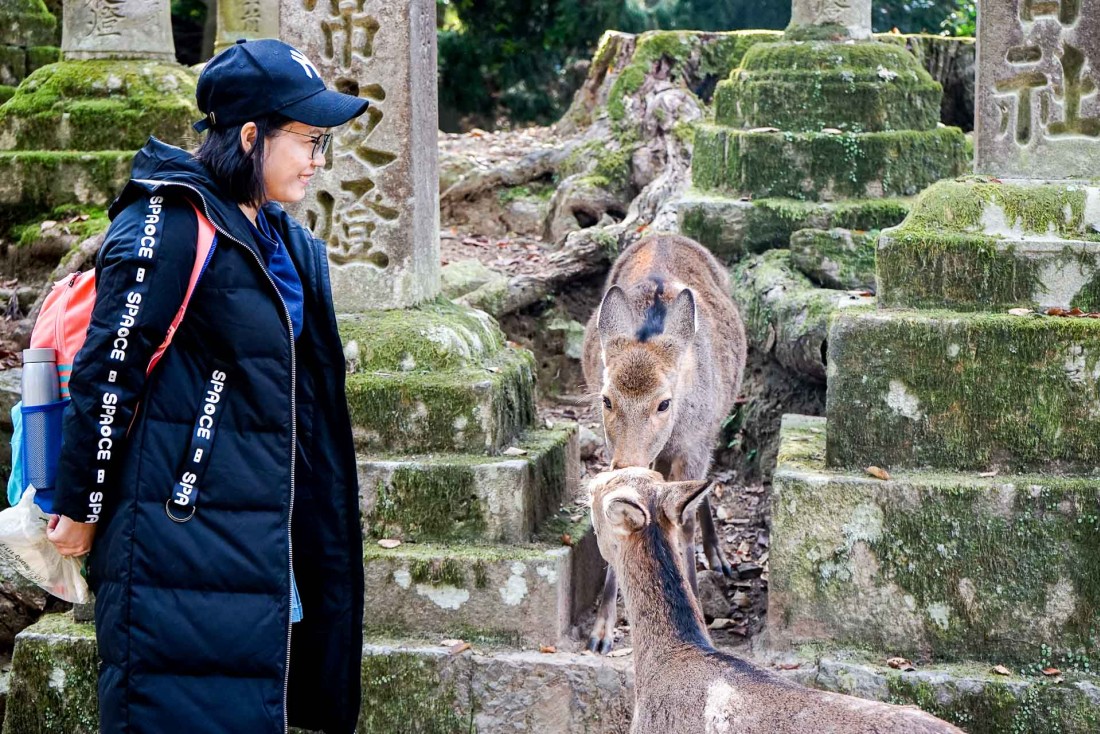 Rencontre avec les célèbres daims de Nara, sur les sentiers menant au sanctuaire Kasuga-taisha © YONDER.fr