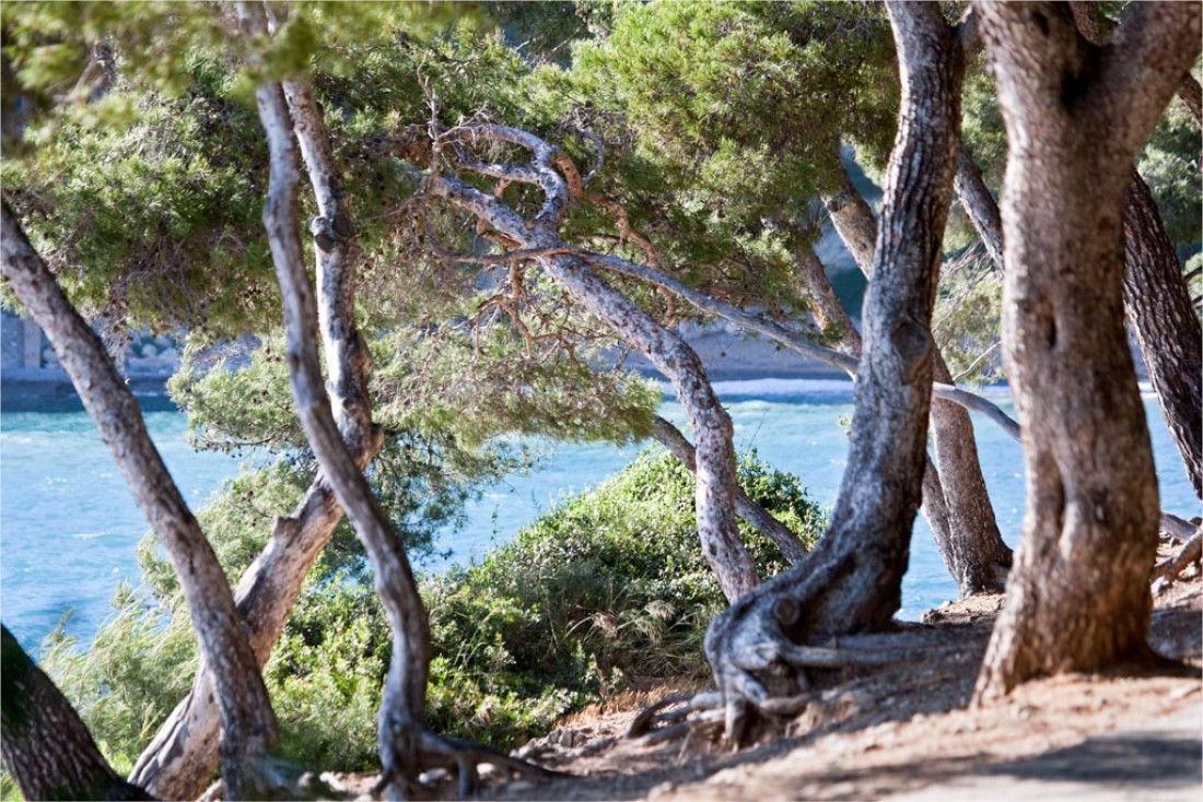 La pinède, végétation caractéristique de la région © OT Saint-Jean-Cap-Ferrat