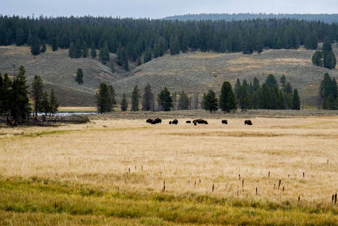 Le Yellowstone est un sanctuaire pour les bisons, Ils seraient aujourd'hui environ 4,000 dans le parc. © YONDER.fr