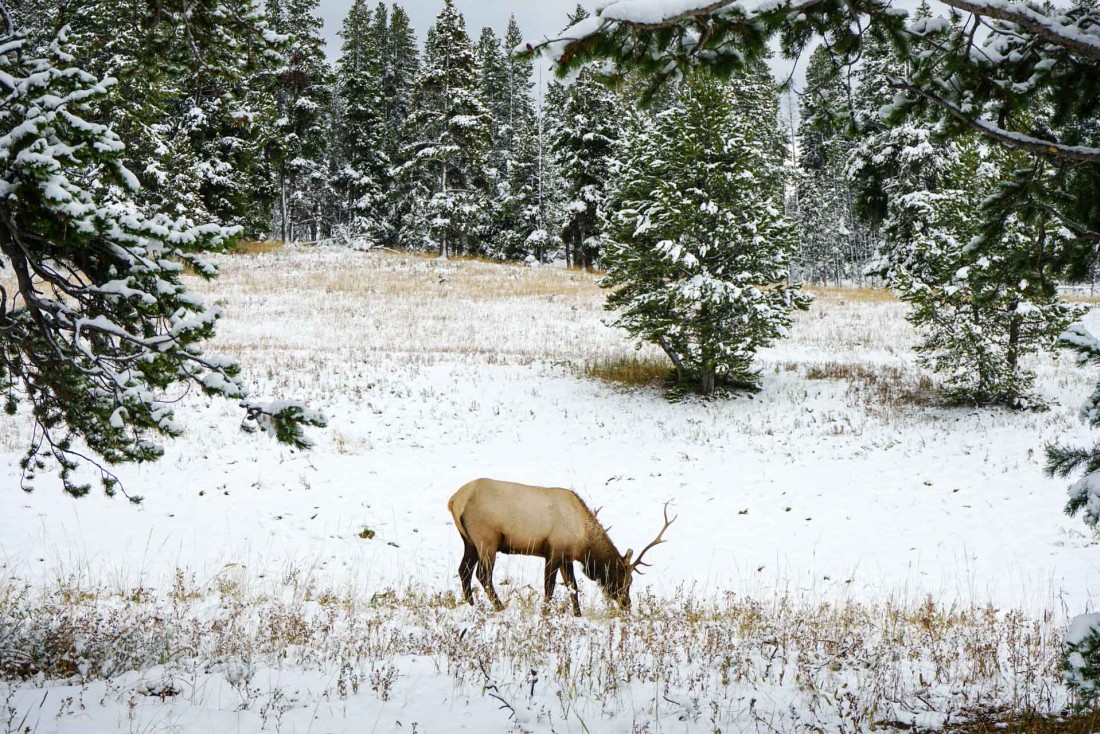 Un cerf broute paisiblement après que la neige soit fraîchement tombée © YONDER.fr