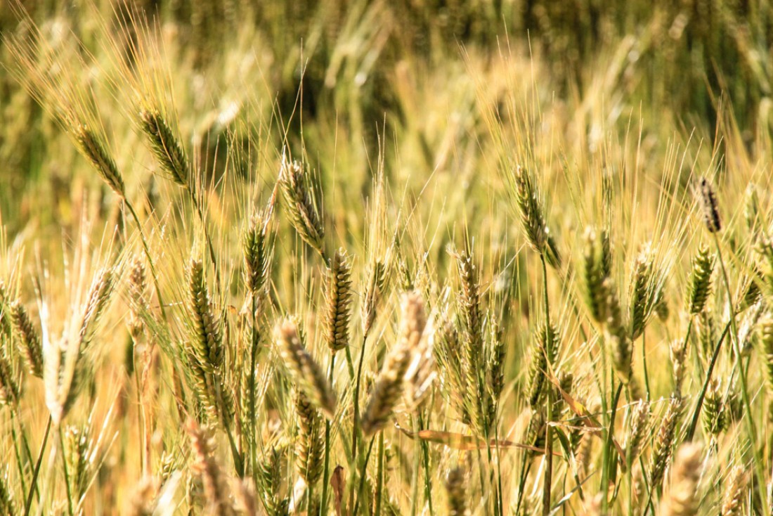 Epis de blé sur l’île d’Amantani | © Cédric Aubert