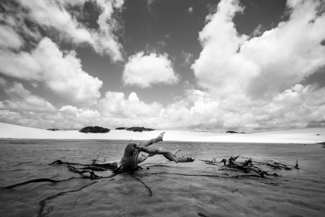 Arbre mort dans la Lagoa Azul | © Cédric Aubert