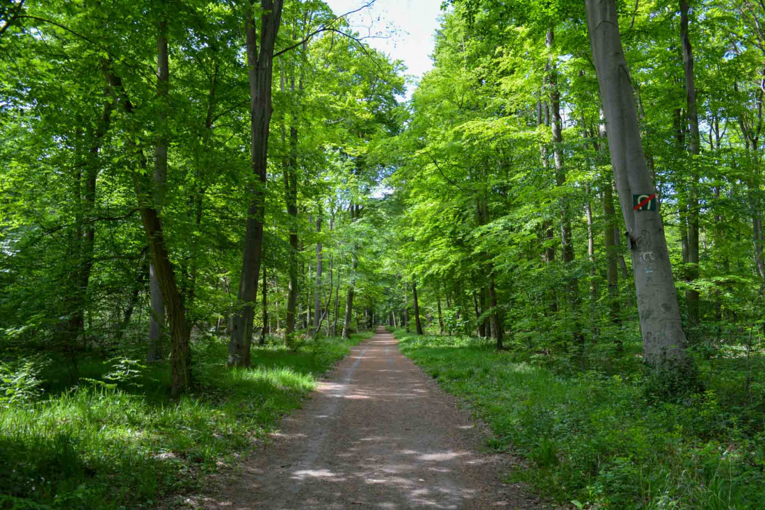 La forêt de Saint-Germain-en-Laye à deux pas de la Maison du Val © PG|YONDER.fr