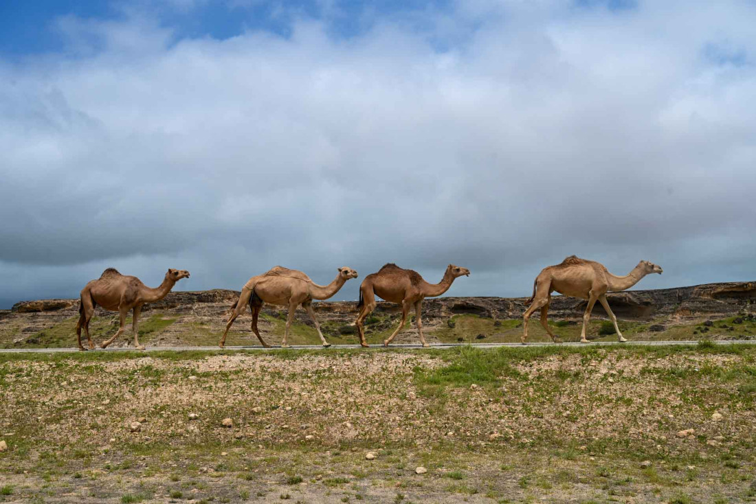  Dans le Dhofar, les dormadaires font partie du paysage © Pascale Missoud 