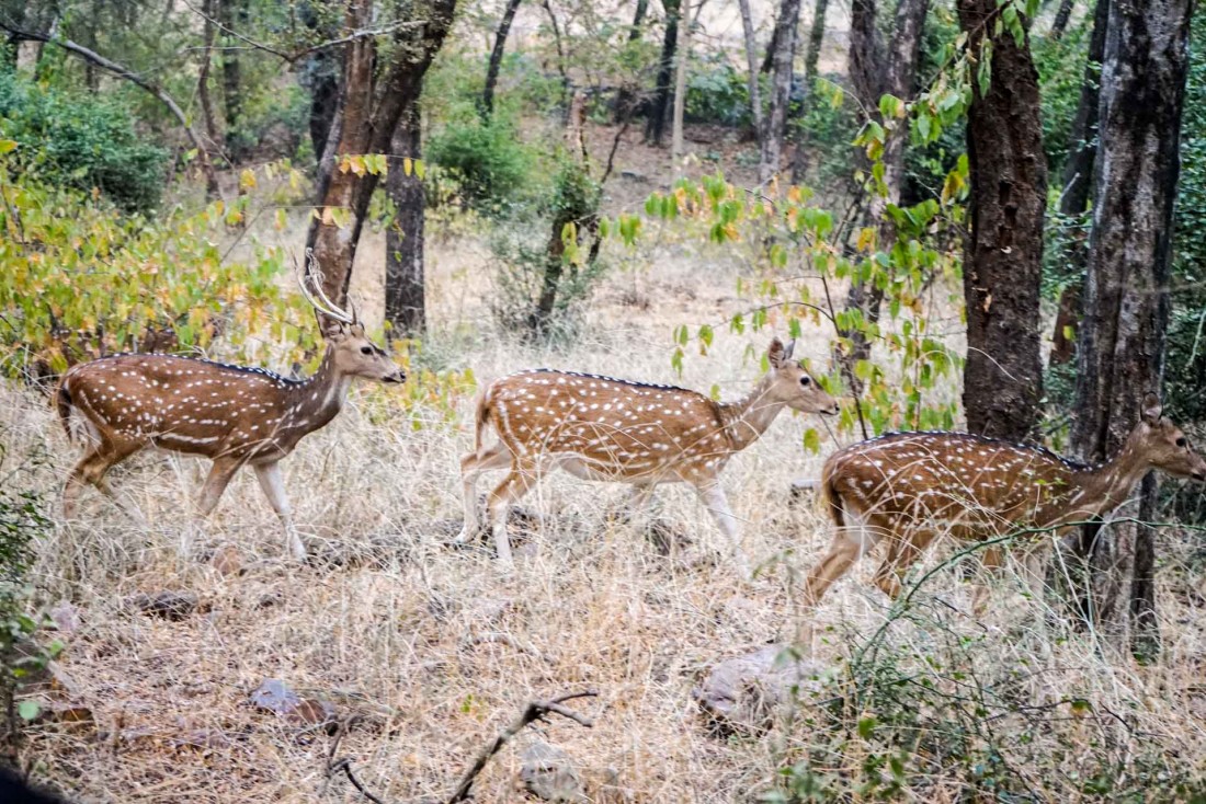 Observation des cerfs Chital (