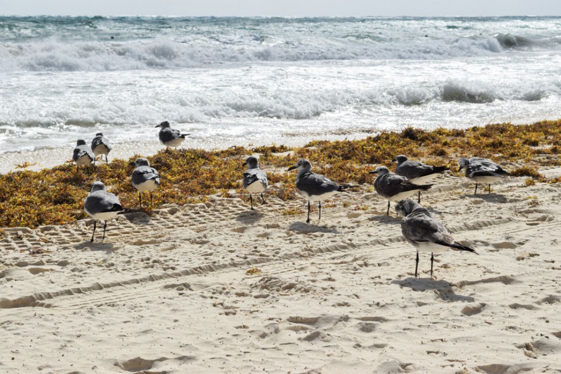 Iguanes, perroquets, marsupiaux et oiseaux sur la plage : la faune est chez elle ici © Yonder.fr