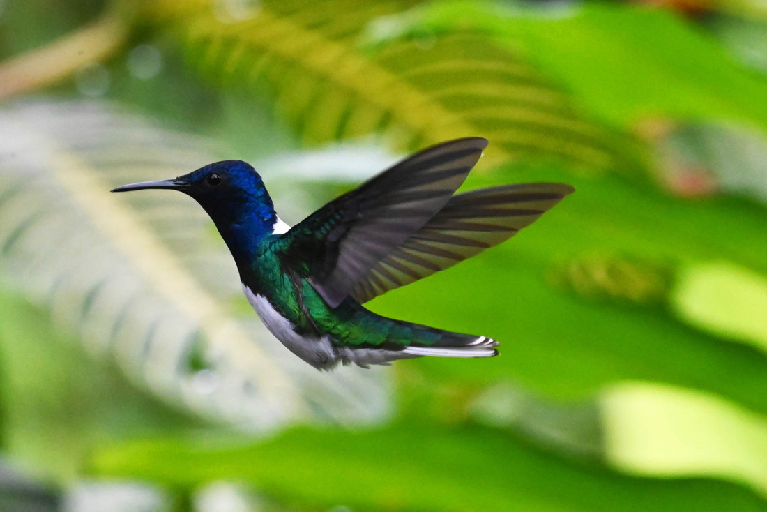 Mashpi Lodge — vol de colibri © Antoine Lorgnier
