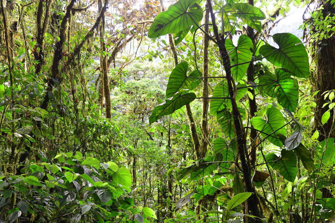 La jungle entoure le Mashpi Lodge © Antoine Lorgnier