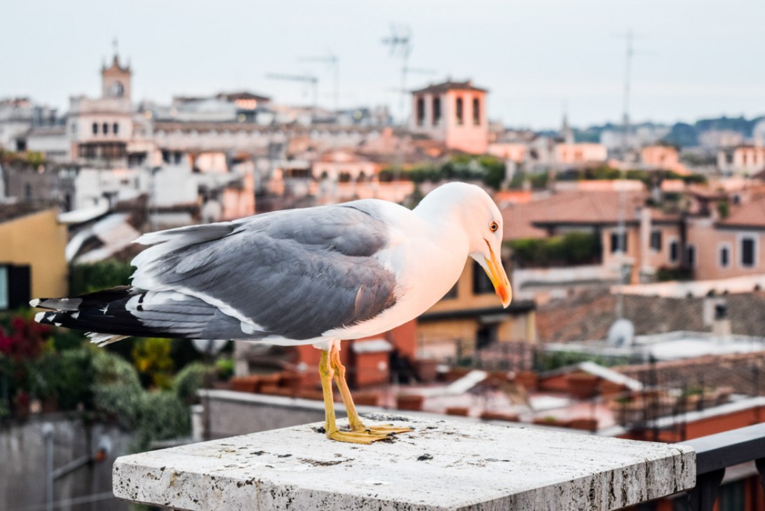 Mouette aperçue sur le rooftop © Yonder.fr