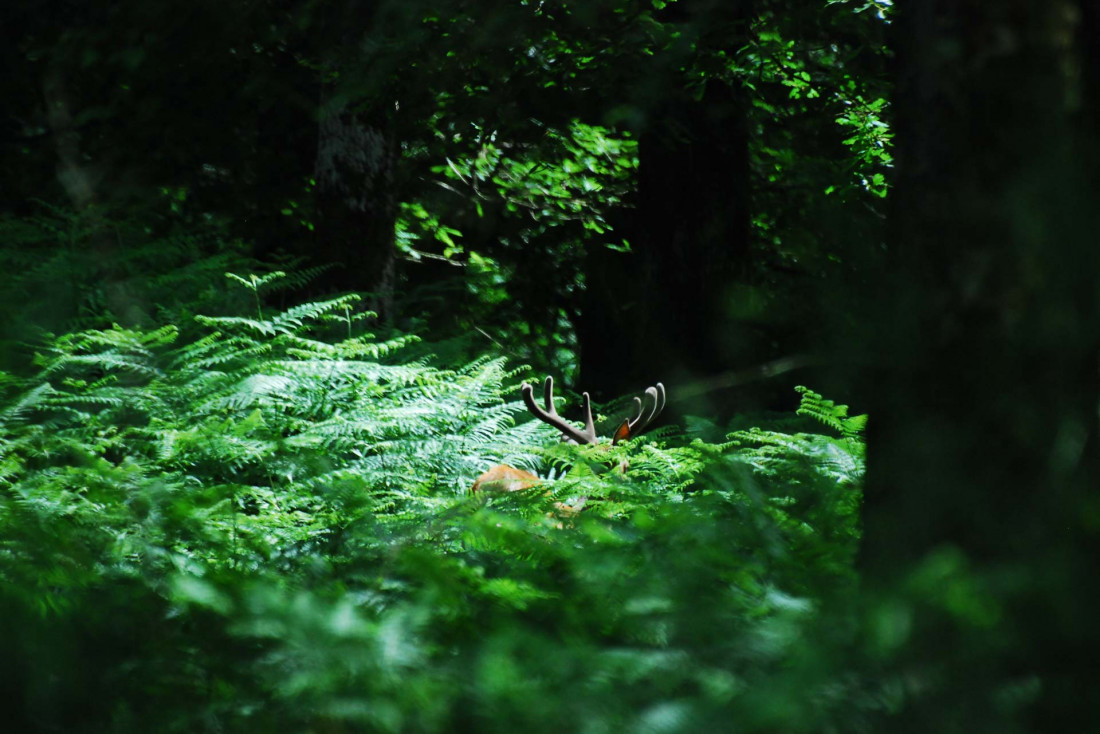 Forêt bretonne © Martial Bizeul 