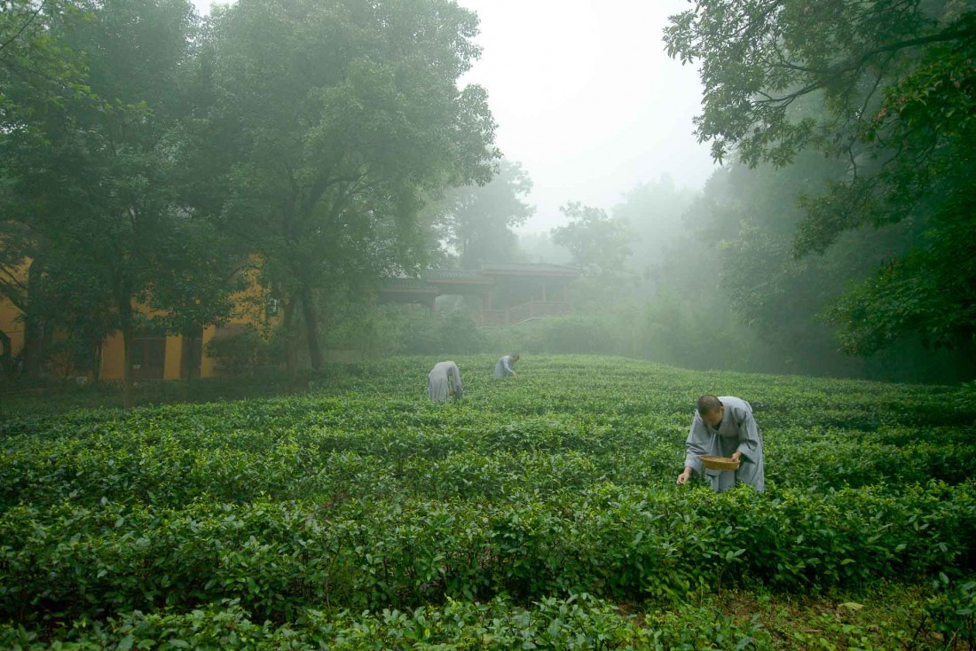 L'hôtel dispose de ses propres plantations de thé © Aman