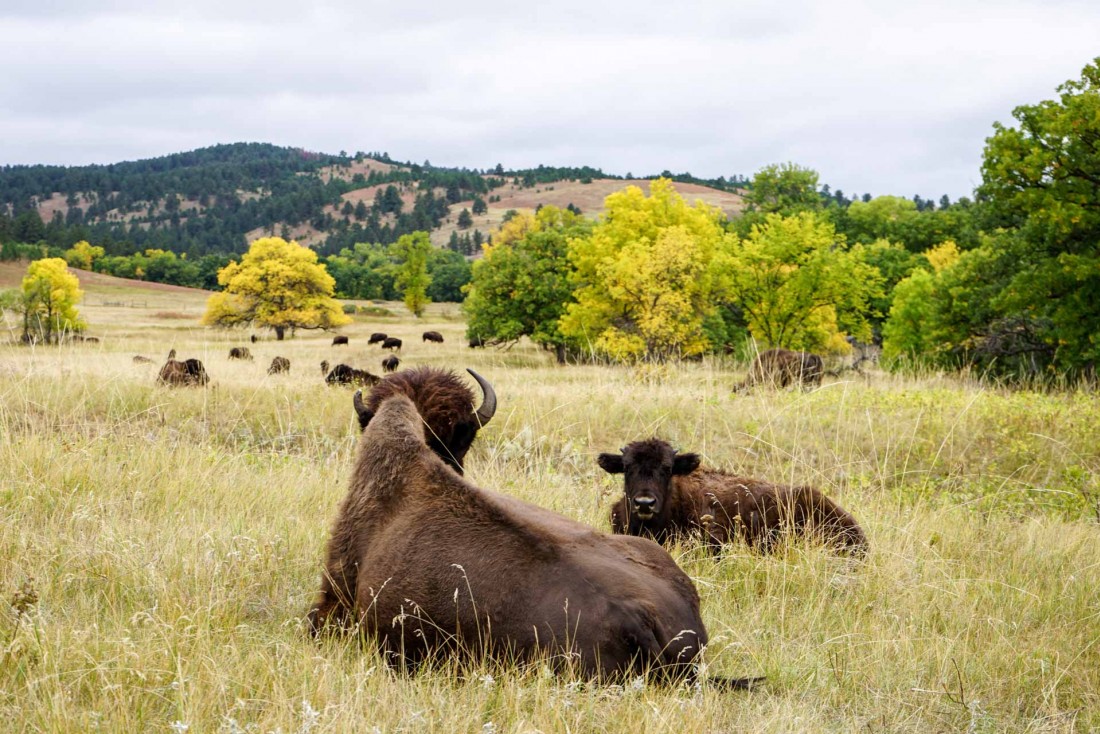 Les bisons du Custer State Park.