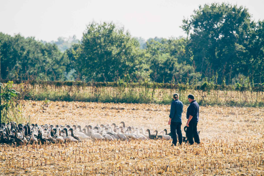 Les canards gambadent en plein air dans les Landes © Tourisme Landes Sébastien Chebassier