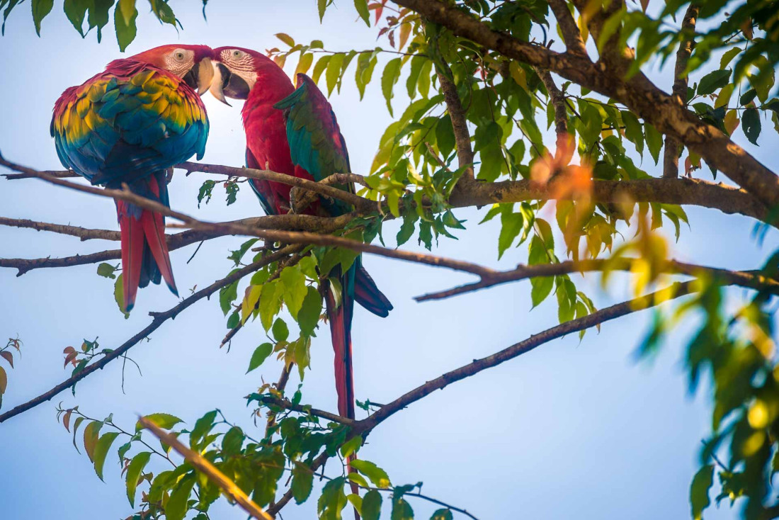 La faune de Guyane est l'une des plus riches du monde © A. Brusini