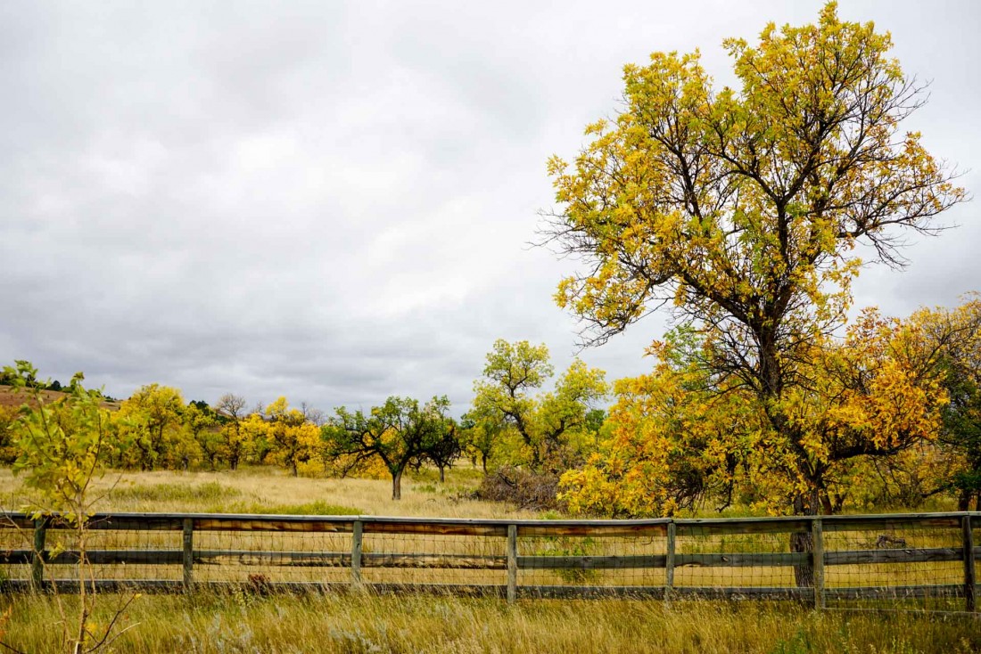 Couleurs automnales dans le Custer State Park.