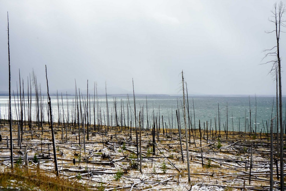 Le long du Yellowstone Lake, en direction de l'East Entrance du parc © YONDER.fr