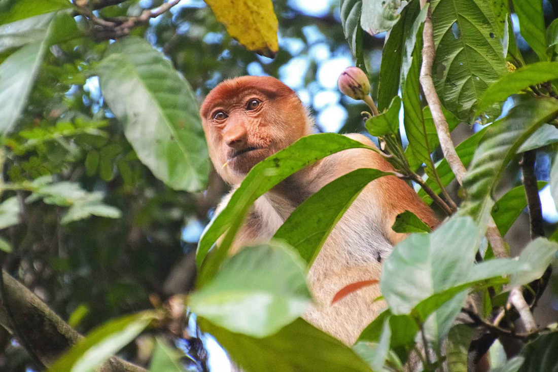 Le long de la rivière Kinabatangan © Jeremy Bezanger