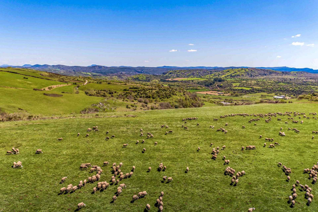 Les brebis de l’Aveyron et de quelques communes des départements limitrophes fournissent le lait du Roquefort AOP © Larzac -Roquefort – Territoire – Studio