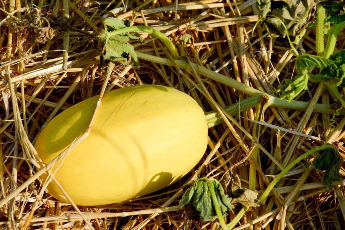 Le chef dispose d'un potager de 3,000 m2. Ici, une courge spaghetti, qui attend sagement la récolte sur son paillage © YONDER.fr