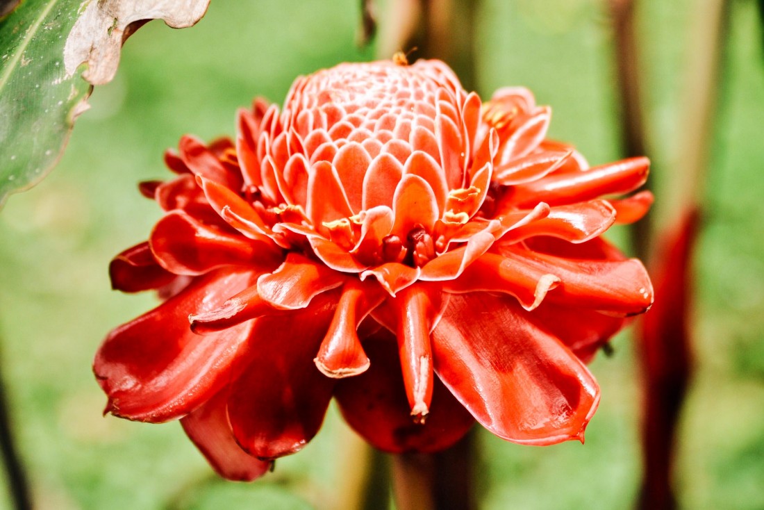 Les fleurs du Jardin botanique Lankester à Cartago © Constance Lugger