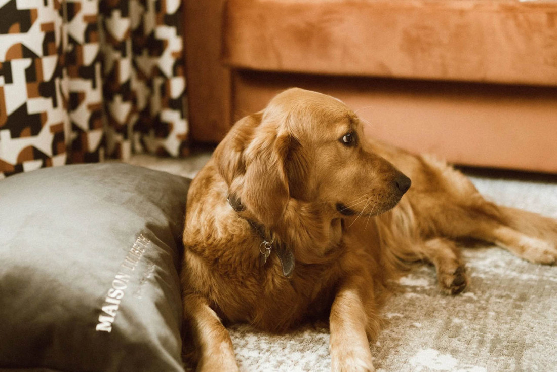 Les meilleurs hôtels dog friendly en France @Maison Lilibeth  Les meilleurs hôtels dog friendly en France @Maison Lilibeth