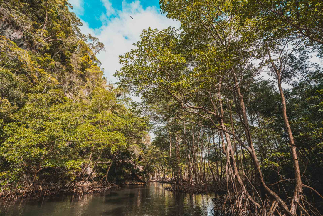 Mangrove dans le parc national Los Haitses © OT République dominicaine