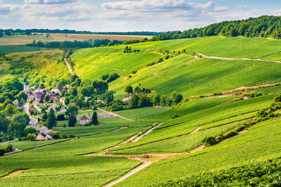 Promenade dans le vignoble de Champagne de l'Aisne © Cambon