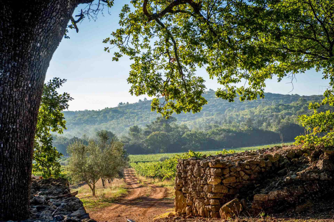 Vendanges dans les vignes de Peyrassol  © C.Goussard 