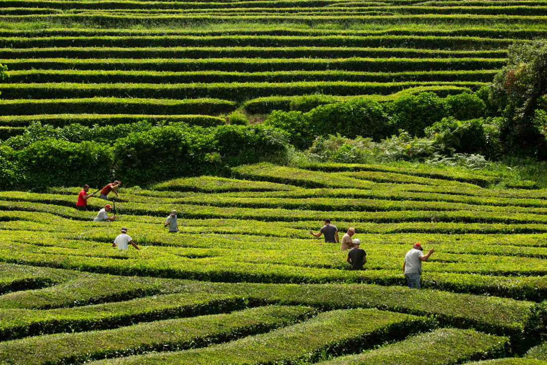 Les plantations de thé de Chá Gorreana à São Miguel © VisitAzores