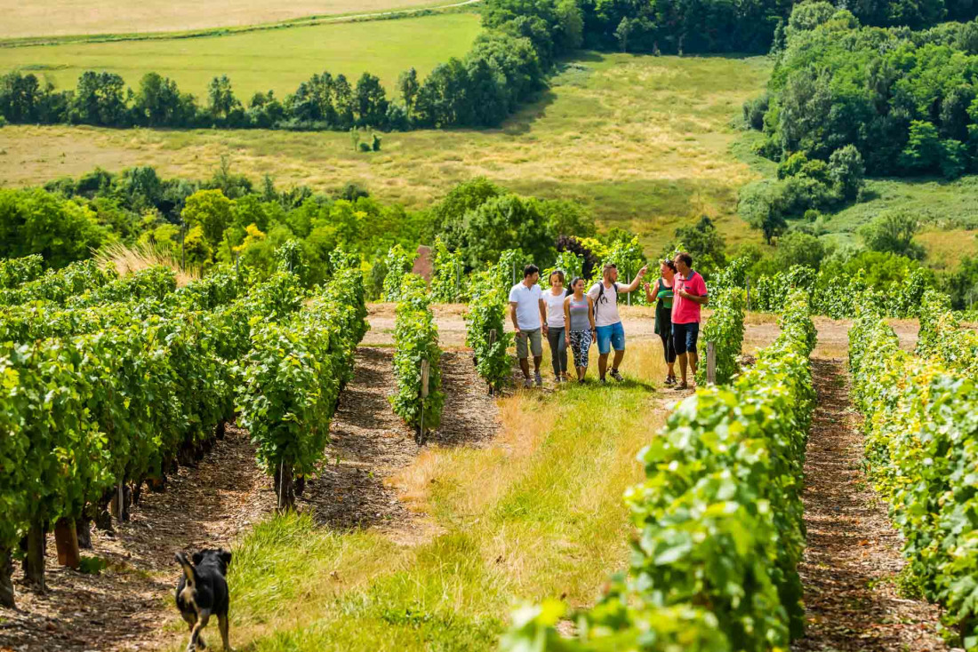 Randonnée dans le vignoble de l'Aisne © Cambon