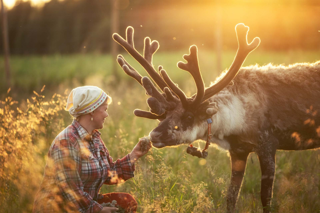 Découvrir le mode de vie des rennes dans le nord de la Finlande © Harri Tarvainen