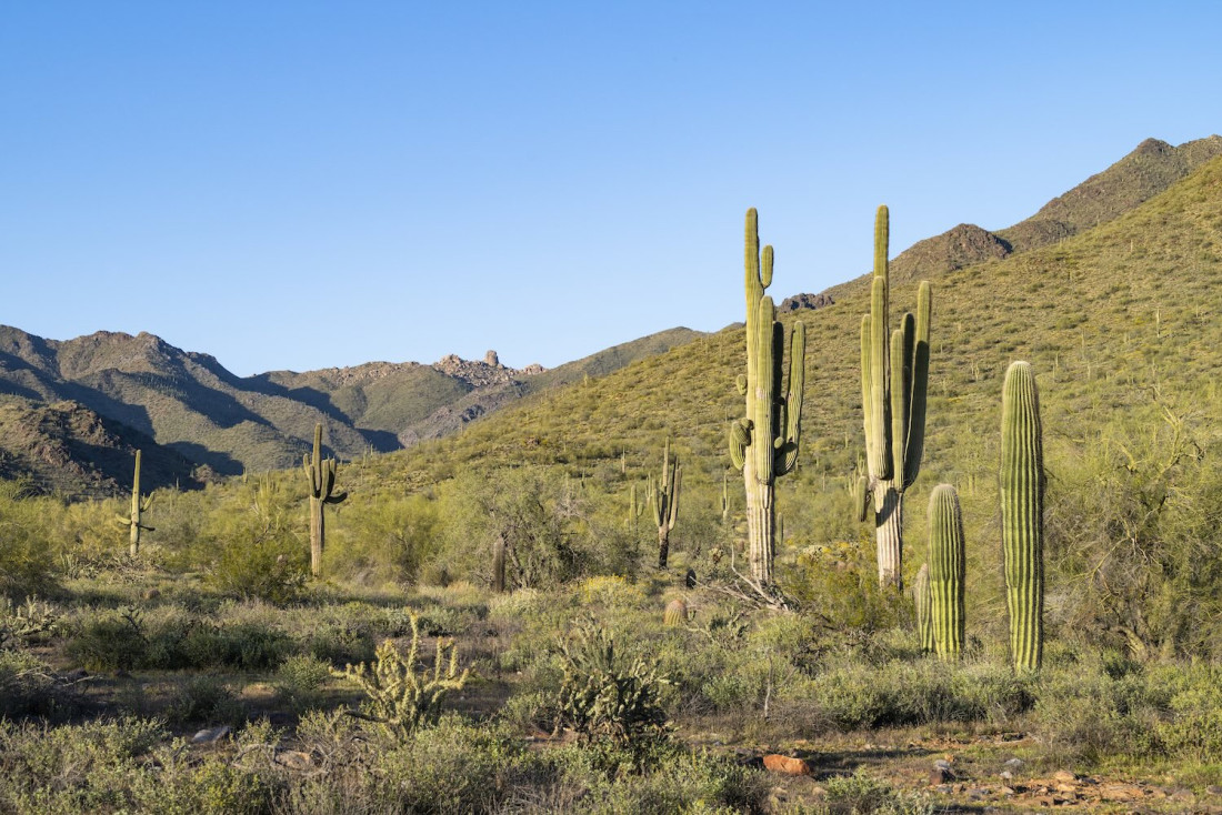 Sonoran Desert à Scottdale, près de la route 66 © Jordan Banks/JRNY Magazine for Experience Scottsdale