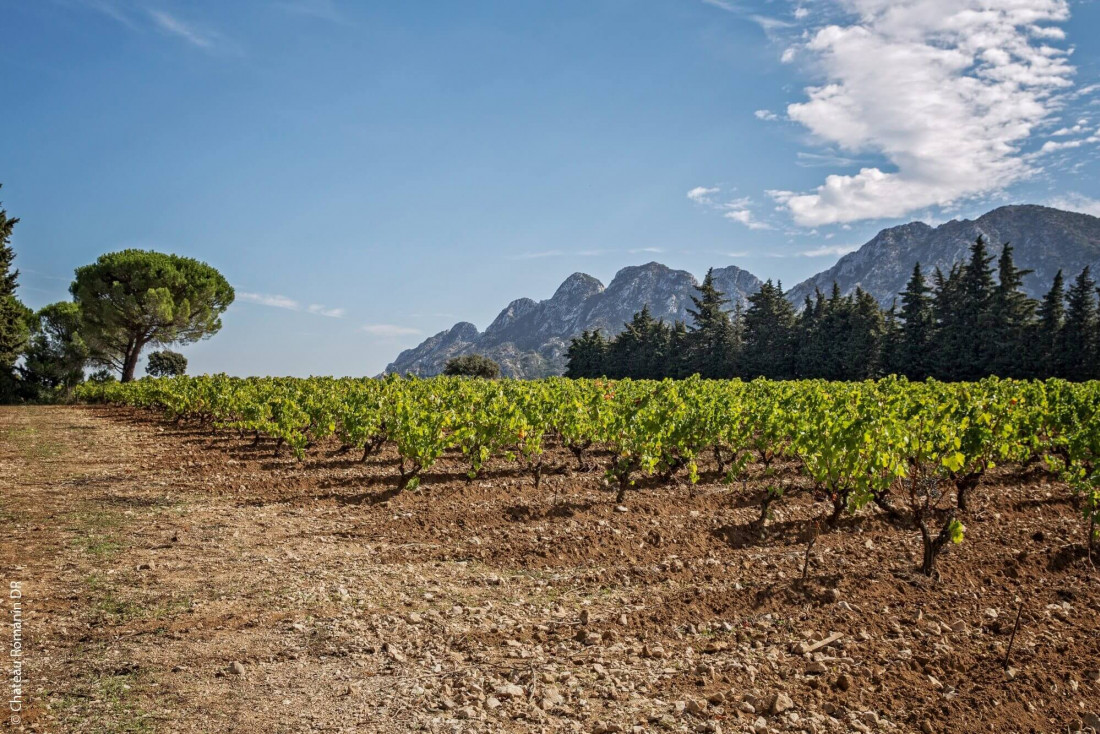 Les vignes du Château Romanin © DR