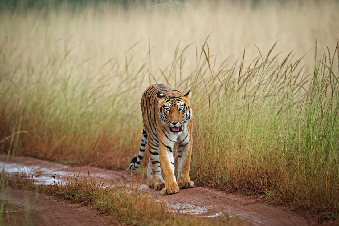 Un safari sur les traces du tigre du Bengale en Inde © Sundeep Mehta