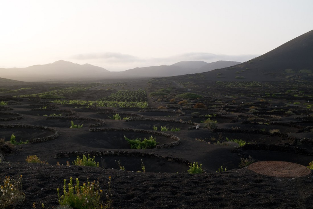 Le paysage volcanique de La Geria à Lanzarote, où les vignes poussent protégées par des murets.